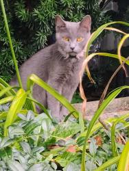 Found/Stray Female Cat last seen Blankner and Reaver Ave in Grove City, Grove City, OH 43123