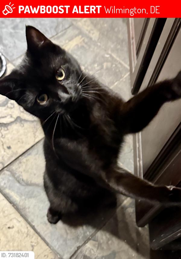 Lost Male Cat last seen Riblett Lane, Wilmington, DE 19808