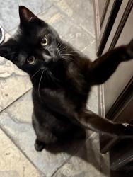 Lost Male Cat last seen Riblett Lane, Wilmington, DE 19808