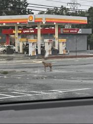 Found/Stray Unknown Dog last seen Xpress lube of Reidsville, Reidsville, NC 27320