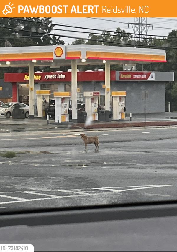 Found/Stray Unknown Dog last seen Xpress lube of Reidsville, Reidsville, NC 27320