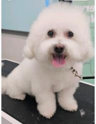 Reunited Male Dog last seen Lakeshore, Westropp, Cleveland, OH 44110