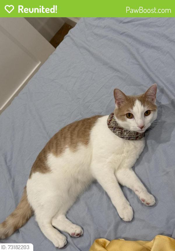 Reunited Male Cat last seen Cleary court, San Francisco, CA 94109