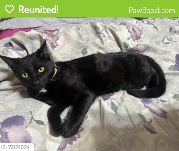 Reunited Male Cat last seen Sunflower Cir and Etcheverry Dr Stockton 95212, Stockton, CA 95212