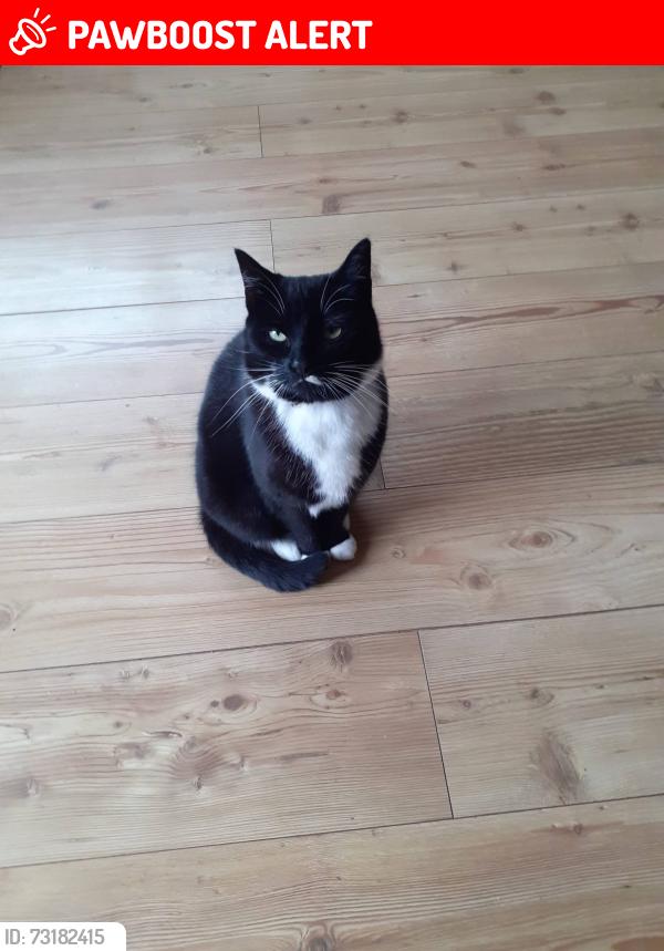 Lost Female Cat last seen Northumberland Heath Post Office, Greater London, England DA8 1HR