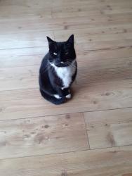 Lost Female Cat last seen Northumberland Heath Post Office, Greater London, England DA8 1HR
