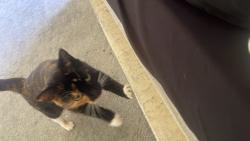 Lost Female Cat last seen Whitehall road west Hunsworth Cleckheaton, Hunsworth, England BD19 4EE