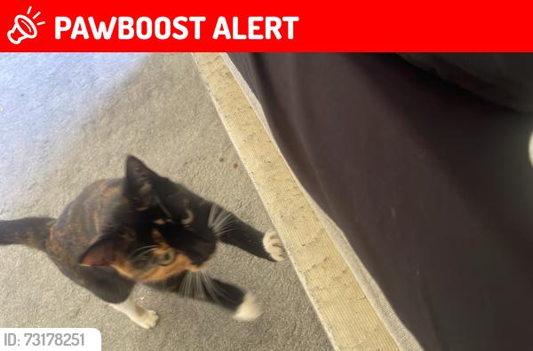 Lost Female Cat last seen Whitehall road west Hunsworth Cleckheaton, Hunsworth, England BD19 4EE