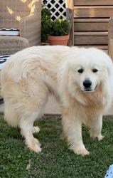 Reunited Male Dog last seen Near Griffin Rd & Hwy 29, Belton, SC 29627