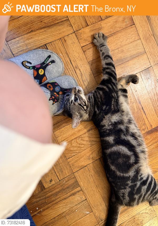 Found/Stray Male Cat last seen Van Courtlandt Park East, The Bronx, NY 10470