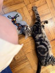 Found/Stray Male Cat last seen Van Courtlandt Park East, The Bronx, NY 10470