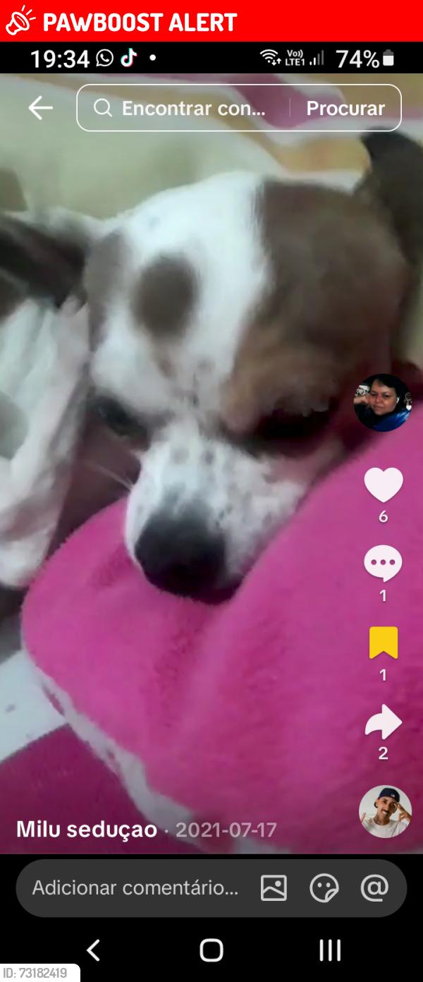 Lost Male Dog last seen Adega, Americanópolis, SP 04408-050