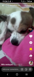 Lost Male Dog last seen Adega, Americanópolis, SP 04408-050