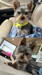 Lost Male Dog last seen High Deal Rd & High Deal Dr, Meadow Lake, NM 87031