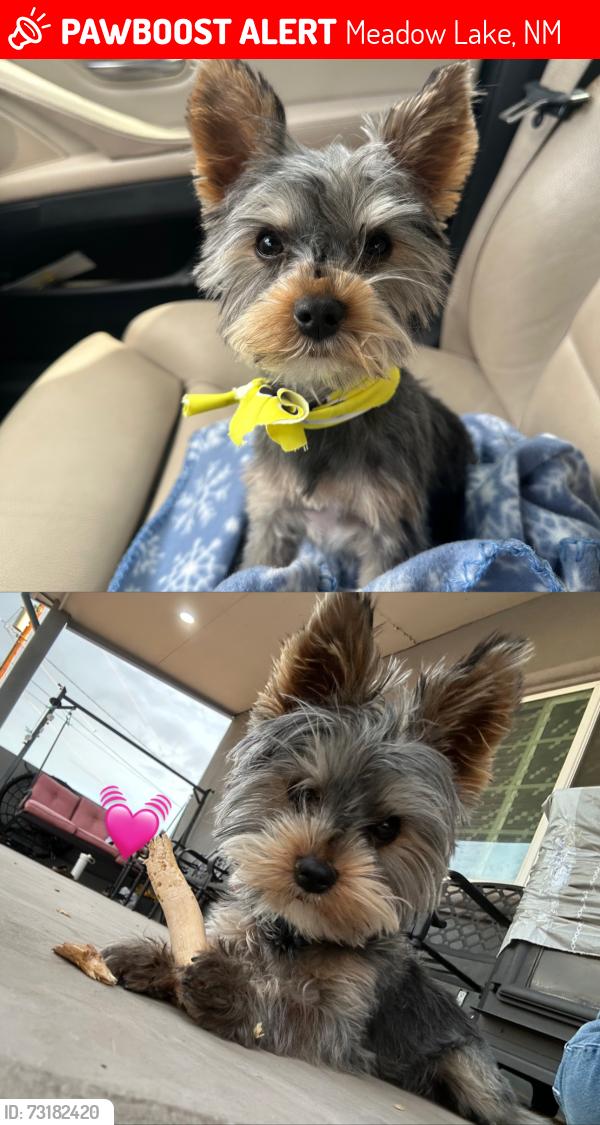 Lost Male Dog last seen High Deal Rd & High Deal Dr, Meadow Lake, NM 87031
