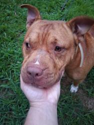 Reunited Male Dog last seen Skyview terrace, Asheville, NC 28806