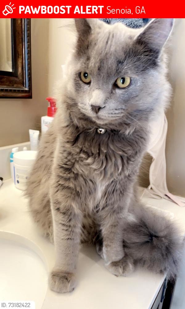 Lost Male Cat last seen Senoia, Senoia, GA 30276
