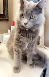 Lost Male Cat last seen Senoia, Senoia, GA 30276