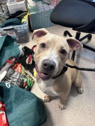 Shelter Stray Male Dog last seen Apt 1A,2788 Claflin Avenue, BRONX, NY, 10468, 326 E 110th St, New York, NY 10029, USA