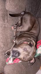 Reunited Male Dog last seen Ohio street, Sharon, PA 16146