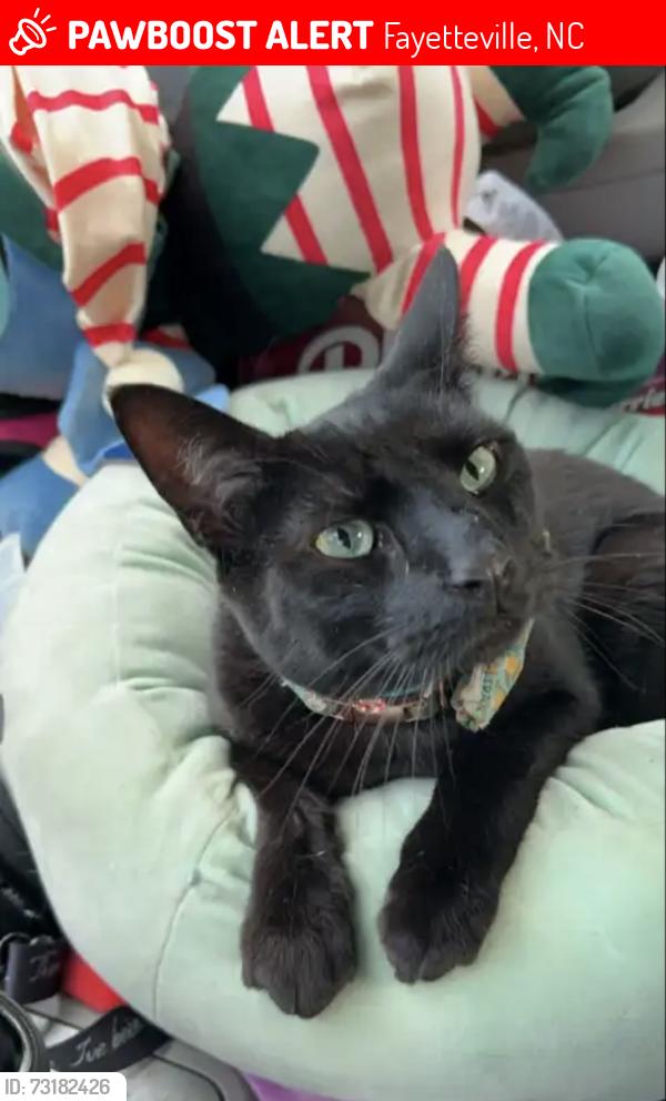 Lost Male Cat last seen Shortridge Rd and Galloway Dr, Fayetteville, NC 28303