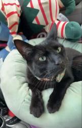 Lost Male Cat last seen Shortridge Rd and Galloway Dr, Fayetteville, NC 28303