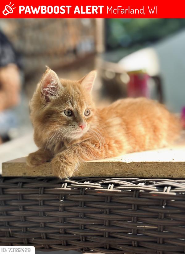 Lost Male Cat last seen Near n autumn lane, McFarland, McFarland, WI 53558