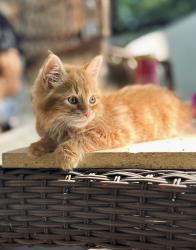 Lost Male Cat last seen Near n autumn lane, McFarland, McFarland, WI 53558