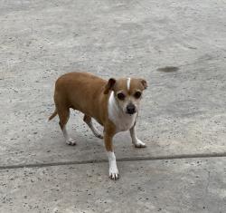 Reunited Female Dog last seen E. Jefferson/E. Marshall, Palmer, TX 75152