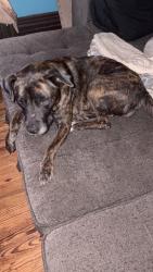 Reunited Female Dog last seen Ohio Street, Sharon, PA 16146