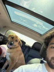 Reunited Male Dog last seen Tin roof, Delray Beach, FL 33447