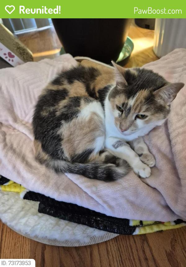 Reunited Female Cat last seen Liberty Street/rte 97, Salem, NH 03079