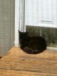 Found/Stray Unknown Cat last seen Turnpike Road near Blantyre Church, Horse Shoe, NC 28742
