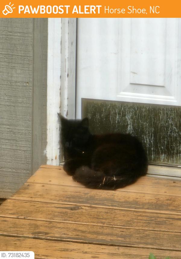 Found/Stray Unknown Cat last seen Turnpike Road near Blantyre Church, Horse Shoe, NC 28742