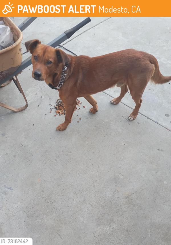 Found/Stray Male Dog last seen Laloma and Yosemite blvd, Modesto, CA 95354
