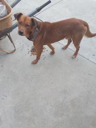 Found/Stray Male Dog last seen Laloma and Yosemite blvd, Modesto, CA 95354