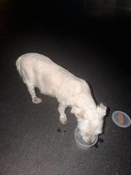 Found/Stray Unknown Dog last seen mightnight onyx st, Las Vegas, NV 89141