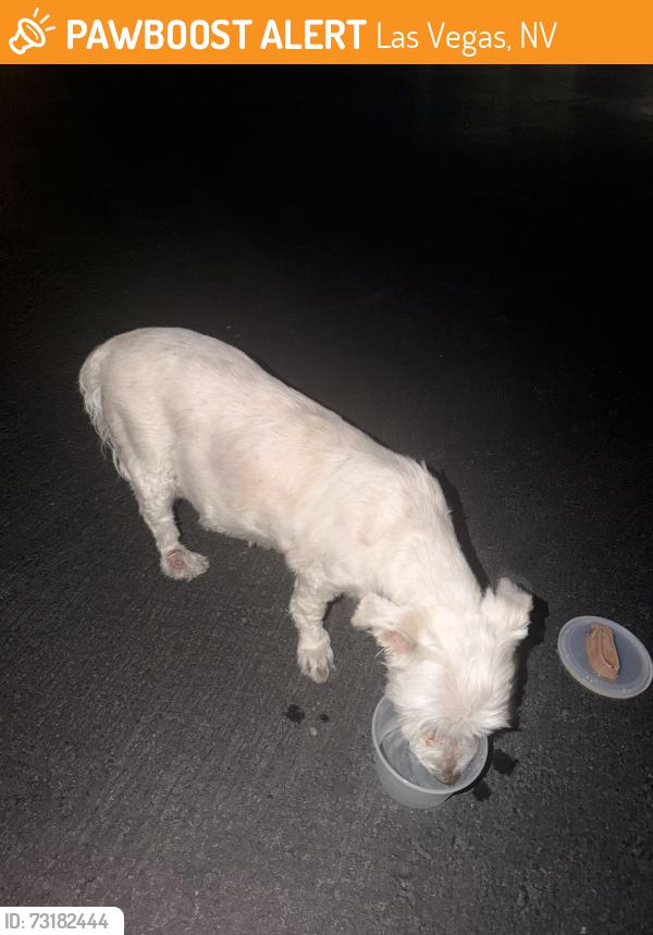 Found/Stray Unknown Dog last seen mightnight onyx st, Las Vegas, NV 89141