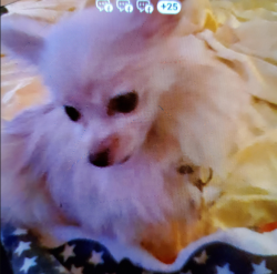 Lost Male Dog last seen 32nd st., San Angelo, TX 76903