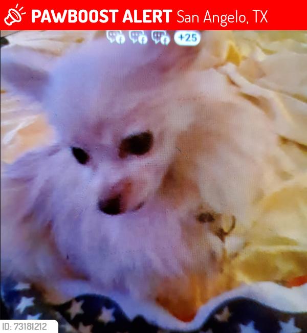 Lost Male Dog last seen 32nd st., San Angelo, TX 76903
