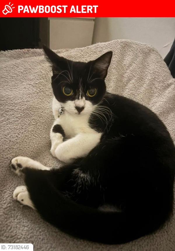 Lost Female Cat last seen Bromley, Greater London, England BR1 4QQ