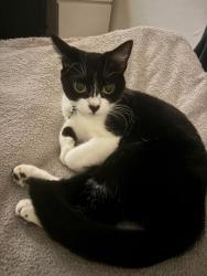 Lost Female Cat last seen Bromley, Greater London, England BR1 4QQ