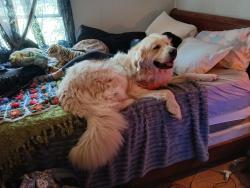 Lost Male Dog last seen Johnston School Rd/Pisgah View, Asheville, NC 28806