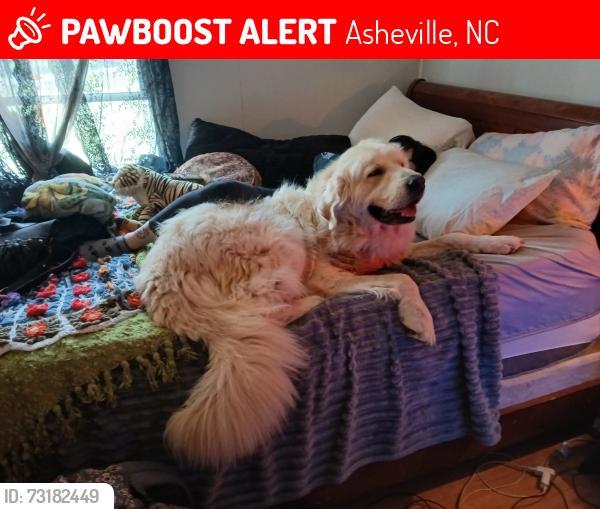 Lost Male Dog last seen Johnston School Rd/Pisgah View, Asheville, NC 28806