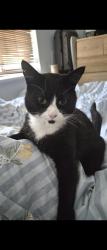 Reunited Male Cat last seen HP11 2JA, Buckinghamshire, England HP11 2JA