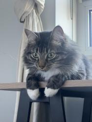 Lost Male Cat last seen Near Eagle Wharf Rd, Greater London, England N1 7EH