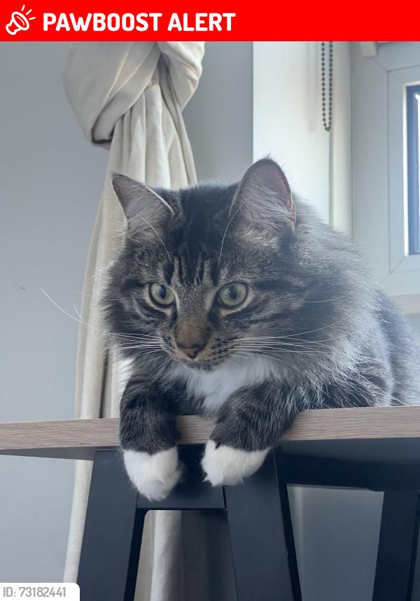 Lost Male Cat last seen Near Eagle Wharf Rd, Greater London, England N1 7EH