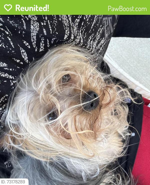 Reunited Female Dog last seen Near N M L K Jr Blvd, Grand Prairie, TX 75050