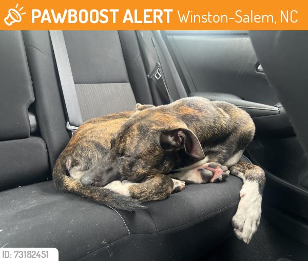 Found/Stray Male Dog last seen Food lion, Beautisa, Northside Lanes, Akron Drive, Winston-Salem, NC 27105