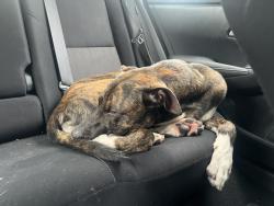 Found/Stray Male Dog last seen Food lion, Beautisa, Northside Lanes, Akron Drive, Winston-Salem, NC 27105